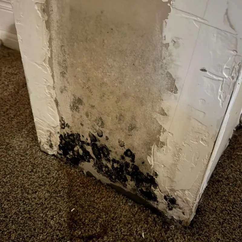 Professional Mold Removal in Loxley, AL